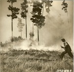 5100-372443 Fire Crew Goes Into Action - Angelina National Forest 1938 by United States Forest Service