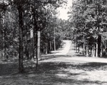 7100 T68-1 Interior Road Letney - Angelina National Forest 1967 by United States Forest Service