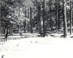 5600 T68-34 Picnic Area Letney - Angelina National Forest 1967 by United States Forest Service