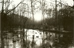 2351.3-05 Duck Hunting Holley Bluff - Davy Crockett National Forest