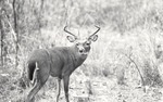 2641-11 White Tailed Buck - National Forests and Grasslands