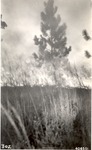 5100-406551 Heat Of Fire - Angelina National Forest 1938 by United States Forest Service