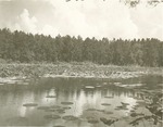 2352.1 T64-176  Lily Pads Ratcliff - Davy Crockett National Forest 1960