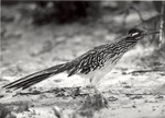 2643-12 Roadrunner - National Forests and Grasslands by United States Forest Service