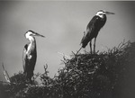 2643-14 Herons Night on Nest - National Forests and Grasslands