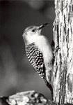 2643-15 Flicker - National Forests and Grasslands by United States Forest Service