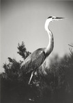 2643-18 Blue Heron - National Forests and Grasslands by United States Forest Service