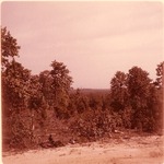2352.1 T68-65 View From Tower Boykin Springs - Angelina National Forest 1967 by United States Forest Service