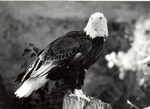 2643-20 Bald Eagle - National Forests and Grasslands by United States Forest Service