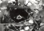 2643-24 Robin in Nest - National Forests and Grasslands by United States Forest Service