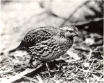 2643-27 Quail - National Forests and Grasslands