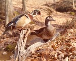 2643-28 Woodducks - National Forests and Grasslands by United States Forest Service