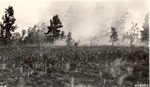 5100-406552 Day After Pburn Seedlings - Angelina National Forest 1938 by United States Forest Service