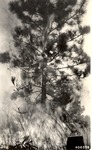 5100-406556 Crowining Longleaf Pine -  Angelina National Forest 1938