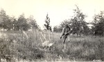 5100-406560 Flame Thrower Controlled Burn - Angelina National Forest 1938