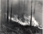 5100-465056 Pburn - Sam Houston National Forest 1952 by United States Forest Service