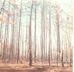5100-T68 - 84 Checking Results Wildfire - Sabine National Forest 1968 by United States Forest Service