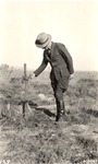 5200-406542 Ant Damage Inspecting - Sabine National Forest 1937