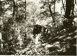 2351-5-12 Hikers Sawmill Trail - Angelina National Forest by United States Forest Service