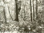 2320-03  Indian Mounds Wilderness - Sabine National Forest