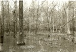 2320-07 Upland Island Wilderness Various - Angelina National Forest 0004 by United States Forest Service