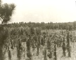 2320-10 Longleaf Plantation - Angelina National Forest