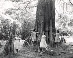 1650.5 T64-454 Girls Sam Houston Cypress - Sabine National Forest 1960 by United States Forest Service