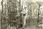 2400-01 Steele Champion Longleaf Dead - Angelina National Forest