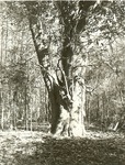 2400-2 Champion Magnolia Tree Dead - Sam Houston National Forest