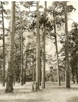 2400-1389 Virgin Longleaf Bronson Hammon - Sabine National Forest 1950 by United States Forest Service