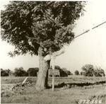 2400-372366 Cedar Growing Chinaberry - Sabine National Forest 1938 by United States Forest Service