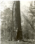 2400-T64-446- 40'' Loblolly - Davy Crockett National Forest 1960
