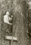 2400-T64-456 Freeman Examines Shortleaf Big Thicket Area - Angelina National Forest 1963 by United States Forest Service