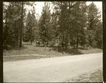2200-37 Cattle Forest Service Road 313 - Angelina National Service 1966