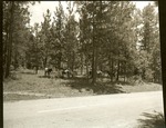 2200-38 Cattle Forest Service Road 313 - Angelina National Service 1966