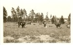 2220-405014 Cattle Grazing Aldridge Fence Rec - Angelina National Forest 1935