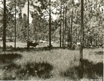 2200-508558-7527 Cattle Open Long Leaf - Angelina National Forest 1964 by United States Forest Service