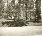 2200-514982 Cattle Forest Service Road 313 - Angelina Forest Service 1966 by United States Forest Service