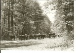 2200-8 Grazing - Sam Houston National Forest 002 by United States Forest Service