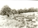 2200-9 LBJ Misc. Black & White Photo - LBJ National Grasslands 1980 002