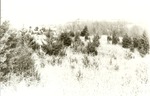 2200-9 LBJ Misc. Black & White Photo - LBJ National Grasslands 1980 006