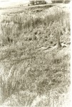 2200-9 LBJ Misc. Black & White Photo - LBJ National Grasslands 1980 009