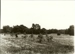 2200-9 LBJ Misc. Black & White Photo - LBJ National Grasslands 1980 011
