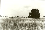 2200-9 LBJ Misc. Black & White Photo - LBJ National Grasslands 1980 013