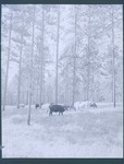 2200-T67-5 Woodland Grazing 001 - Angelina National Forest 1967