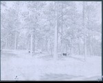 2200-T67-5 Woodland Grazing 002 - Angelina National Forest 1967