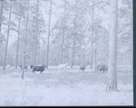2200-T67-5 Woodland Grazing 003 - Angelina National Forest 1967 by United States Forest Service