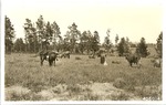 2220-405014 Cattle Grazing 1930's - National Forests and Grasslands