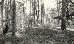 CP7-01 - Davy Crockett National Forest 1939 001