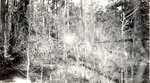 CP7-01 - Davy Crockett National Forest 1944 002
